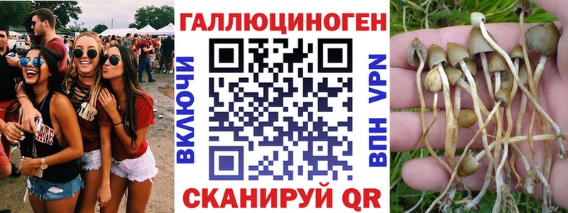 Купить  Тайшет  Псилоцибиновые грибы мицелий 